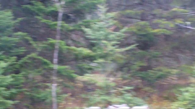 Ruines En Pleine Forêt
