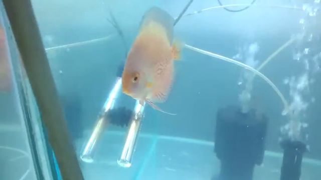 Casais Red White x Red white spotted - a venda смотреть онлайн