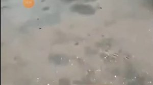 сок чемпион