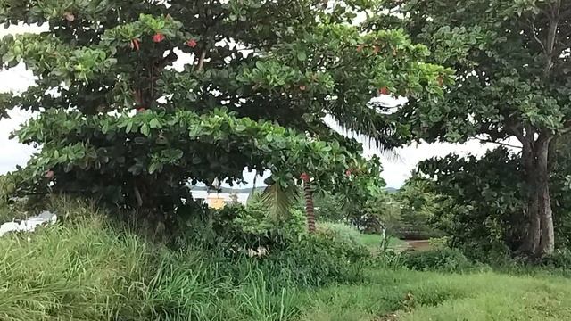 CAMINÉ POR LA PLAYA HASTA LLEGAR AL RÍO CULEBRINAS. 2 de agosto de 2024. смотреть онлайн