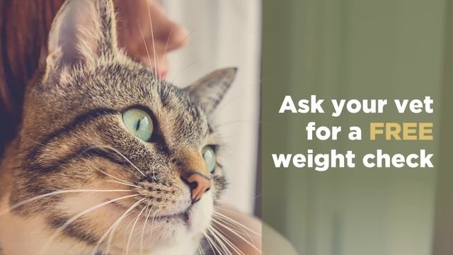 October is Pet Obesity Month смотреть онлайн