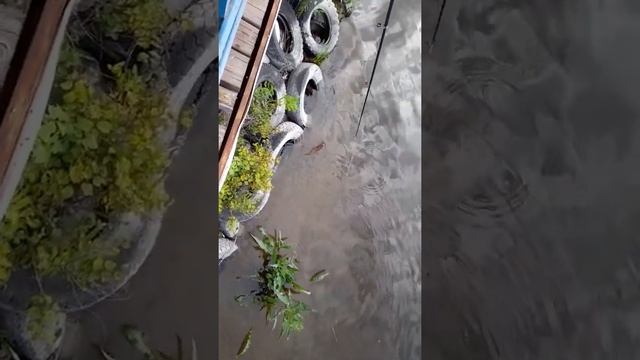 Водяная крыса смотреть онлайн