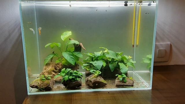 Ada aquarium anubias смотреть онлайн