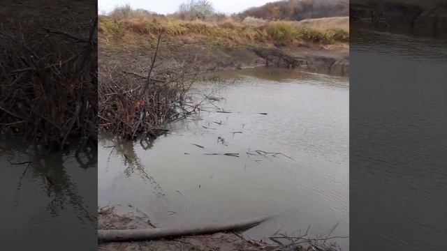 осуждаю пруд Мотопомпа производительность 100кубов в час смотреть онлайн