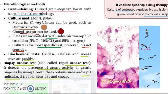 Microbiology 288 c Helicobacter pylori Lab Diagnosis Urease Warthin Silver seagull sKirrow смотреть онлайн