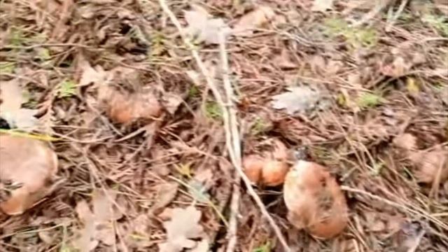 Поход за грибами РЫЖИКИ, МАСЛЯТА.