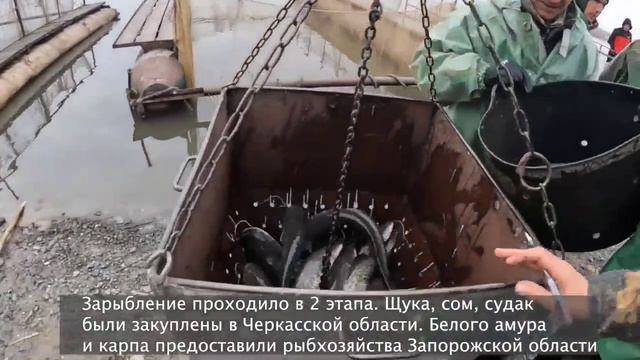 Зарыбление смотреть онлайн