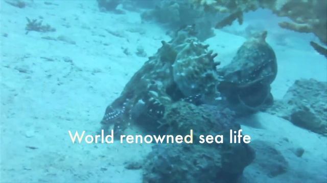Reef2000 Dahab Scuba Diving Video смотреть онлайн