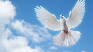 "ПТИЦЫ, МОИ ПТИЦЫ"