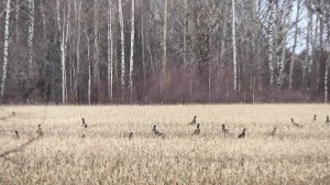 ОХОТА НА ТЕТЕРЕВА С ПОДХОДА. НАШЕЛ МЕСТО ОХОТЫ НА ЛОСЯ. БОЛЬШИЕ СТАИ ПТИЦ, БЕГАЮЩИЕ ЗАЙЦЫ.