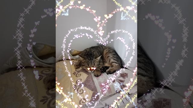 моя кошка баст спит на гладилке смотреть онлайн