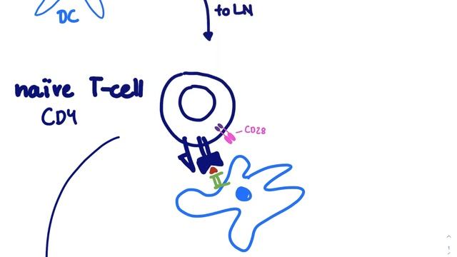 Brandl's Basics: T regulatory cells смотреть онлайн