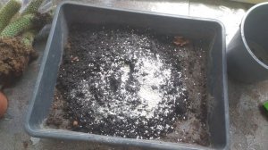 Хильдевинтера коладемононис (Hildewintera colademononis или ампельный кактус .