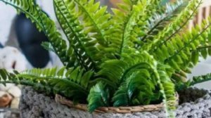 С Добрым утром! Красивая музыкальная открытка с Добрым утром и Хорошим днем Видео пожелание