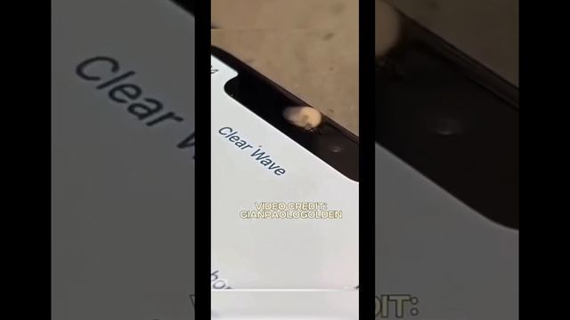 Попала вода чисти телефон ! смотреть онлайн