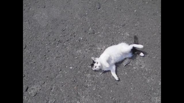 котенок балуется смотреть онлайн