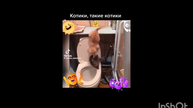 смешные видосики. про котиков. 🐱🐱🐱 смотреть онлайн