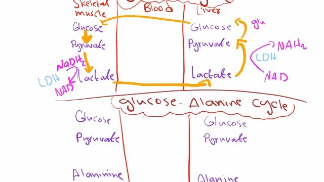 Cori cycle, Glucose-Alanine cycle смотреть онлайн