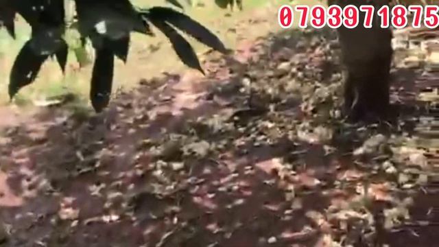 1,2 ha cách Ql 26 chỉ 500m đường chim bay, ôm trọn suối đá cực đẹp: Giảm từ 2,2 tỷ còn 1,8 tỷ! смотреть онлайн