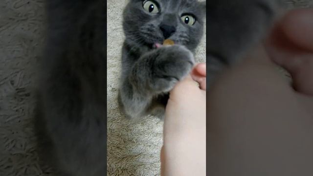 Кошка Сажа кушает. смотреть онлайн