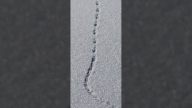 Странный след на снегу смотреть онлайн