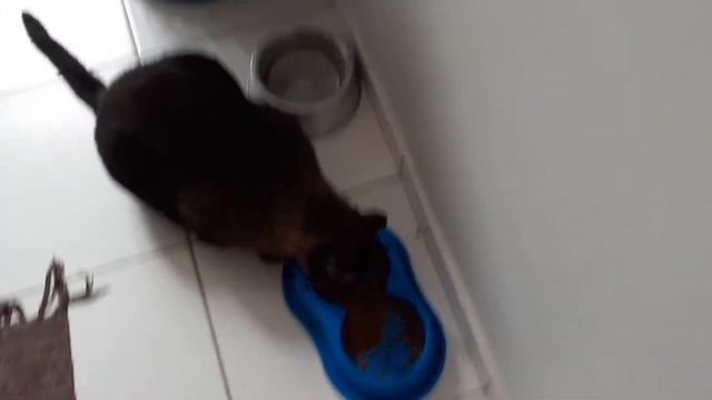 incredibly fat cat eating / Gato incrivelmente gordo comendo [Messi] смотреть онлайн