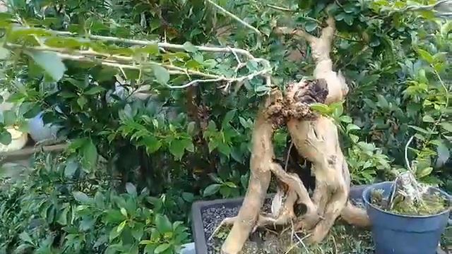 BONSAI SISIR // KALIAGE FUL FOSIL ::KOLEKSI @caktrisbonsai смотреть онлайн