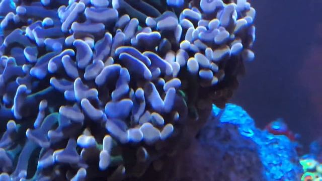 Good Flow Healthy Coral - Constant or Variable Flow Saltwater Coral Reef Aquarium смотреть онлайн