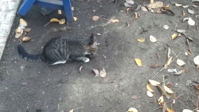 Охота. Кошки мышки. Смерть на камеру. Hunting. Cat and mouse. Death on the camera смотреть онлайн