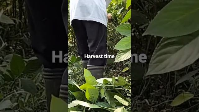 Harvest Time of Asam Indigo or Strobilanthes Cusia/Blue Colour смотреть онлайн