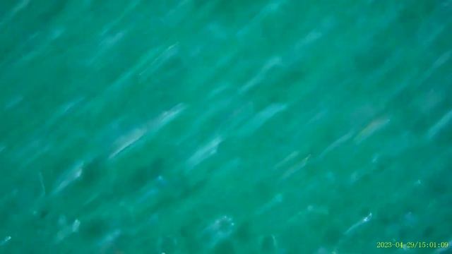 Dish sponge (smooth side) under microscope - Inskam 315 смотреть онлайн