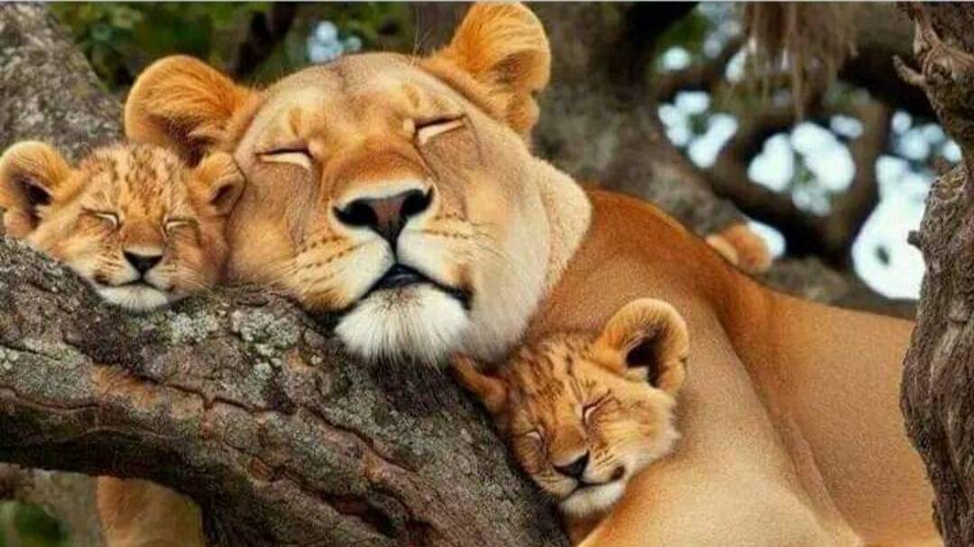 - А у сосиски есть душа? смотреть онлайн