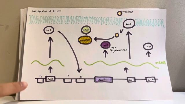 LacZ/B-galactosidase staining technique смотреть онлайн