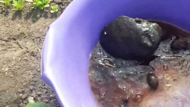 Попереджаємо захворювання огуків. Теходемін.We warn the disease of cucumbers. . #огурцы #cucumbers смотреть онлайн