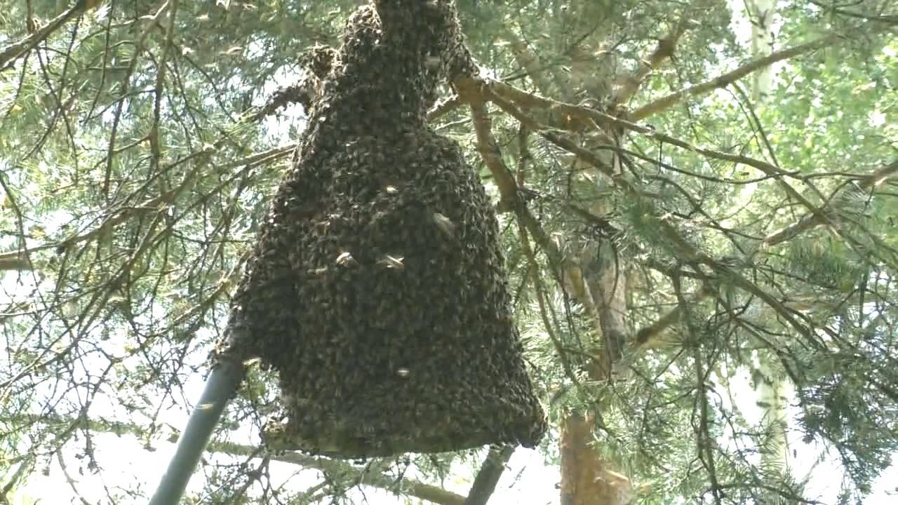 В какое время дня выходят рои смотреть онлайн