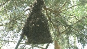 В какое время дня выходят рои