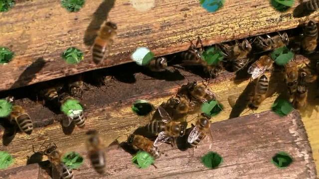 Почему пчелы боятся дыма смотреть онлайн