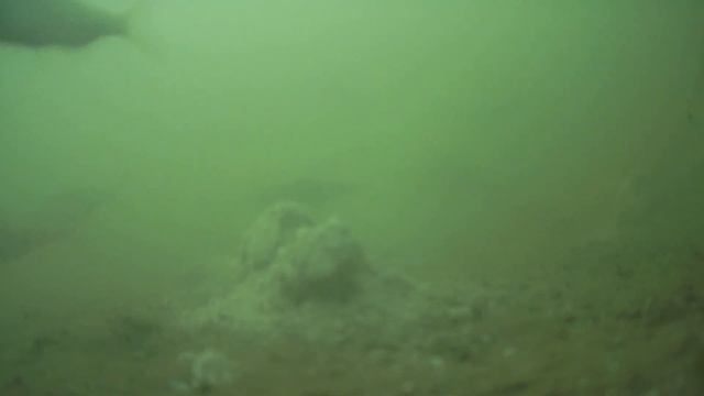 КРУПНЫЙ ОКУНЬ ГОРБАЧ ДЕРЖИТ ТОЧКУ В СТРАХЕ | Подводная съемка атаки смотреть онлайн