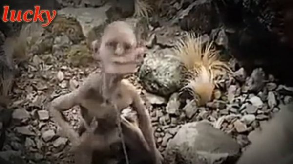 Top 10 madlipz video/ Himachal top madlipz video maker / PP KI KLOL