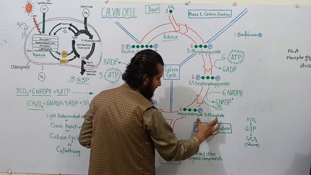 dark reaction of photosynthesis | Calvin cycle смотреть онлайн