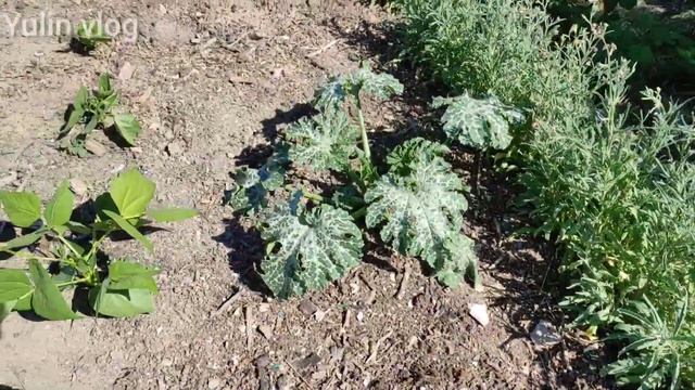 ЗАГОТОВКА ВИШНИ НА ЗИМУ/МОЧЕННАЯ ВИШНЯ смотреть онлайн