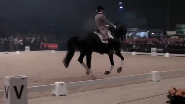 Moorlands Totilas - Dancing horse (Uptown funk) смотреть онлайн