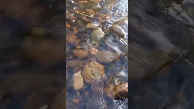 Бесконечная энергия воды... Алтай - моё вдохновение☺ #дети #творчество #Алтай #Вдохновение #счастье смотреть онлайн