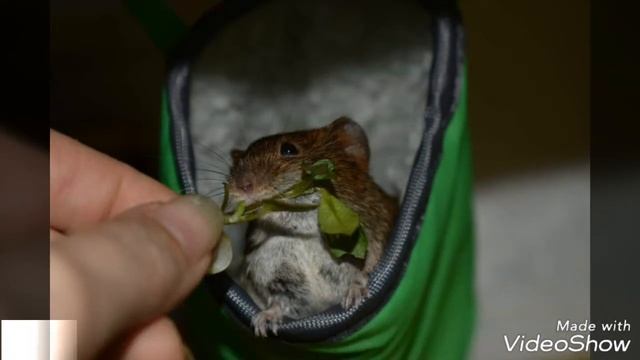 Danke Milly смотреть онлайн