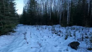 Первый заяц по белой тропе сезона 2024-2025