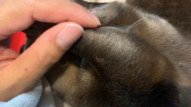 Otter Charm Points [Otter life Day 52] カワウソのチャームポイント смотреть онлайн