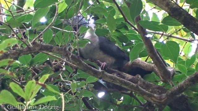 White-headed Pigeon (Columba leucomela) | Woolgoolga Creek Picnic Area, New South Wales (AUSTRALIA) смотреть онлайн