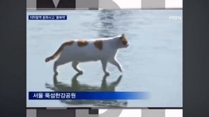 Кот идёт по замёршей воде хан! Оригинал