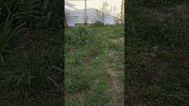 Мой мини мини приют. 1й этап перезда. смотреть онлайн