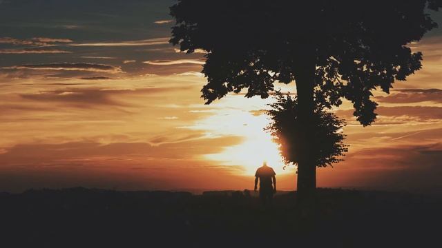 ◥sunset tree | NX1 смотреть онлайн